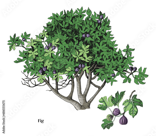 Fig tree and branch vector