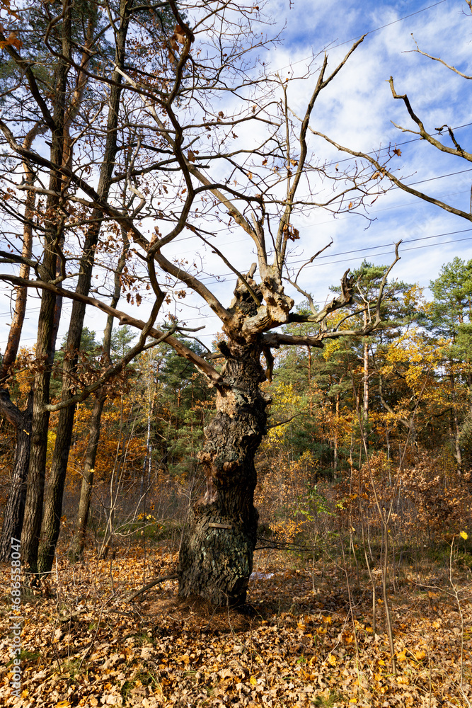 Fototapeta premium Old tree in the autumn forest