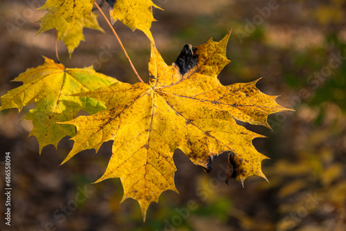 Leaf in autumn colors, central Poland
