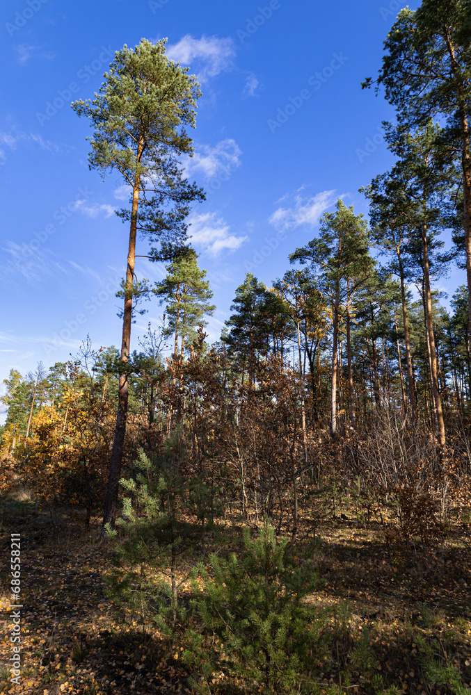Fototapeta premium Autumn forest on a sunny day, near Warsaw, Poland