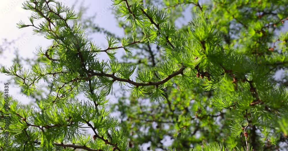 soft green needles on larch in spring, close-up of branches and needles of larch in sunny weather soft green needles on larch in spring, close-up of branches and needles of larch in sunny weather