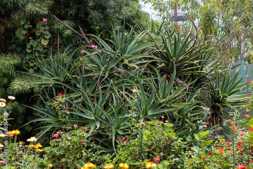  large aloe plants in garden