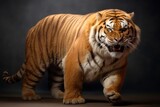 very fat old angry bengal tiger full body portrait isolated