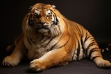 very fat old angry bengal tiger full body portrait isolated