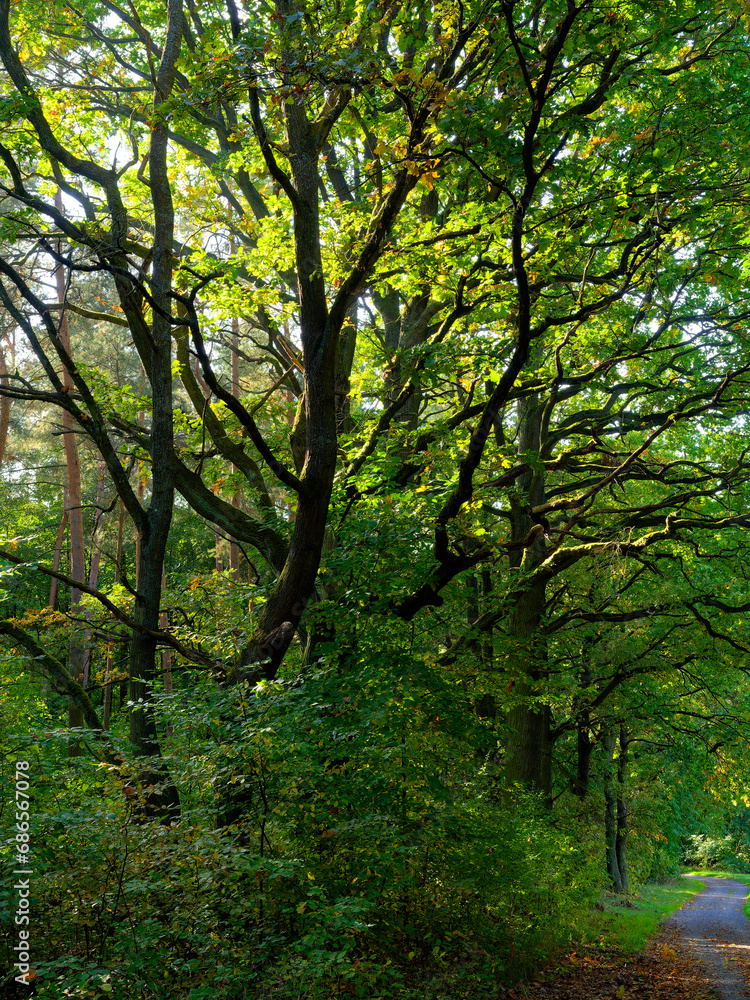 Herbstwald und Tännigsee im Tännig, einem Waldgebiet zwischen Grafenrheinfeld und Schwebheim, Landkreis Schweinfurt, Unterfranken, Franken, Bayern, Deutschland Herbstwald und Tännigsee im Tännig, einem Waldgebiet zwischen Grafenrheinfeld und Schwebheim, Landkreis Schweinfurt, Unterfranken, Franken, Bayern, Deutschland