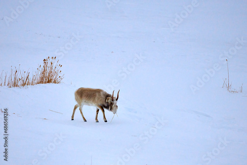 Saiga antelope grazing in the steppe. Saiga antelope or Saiga tatarica. The saiga antelope is a large herbivore of Central Asia, found in Kazakhstan, Mongolia, the Russian Federation.
