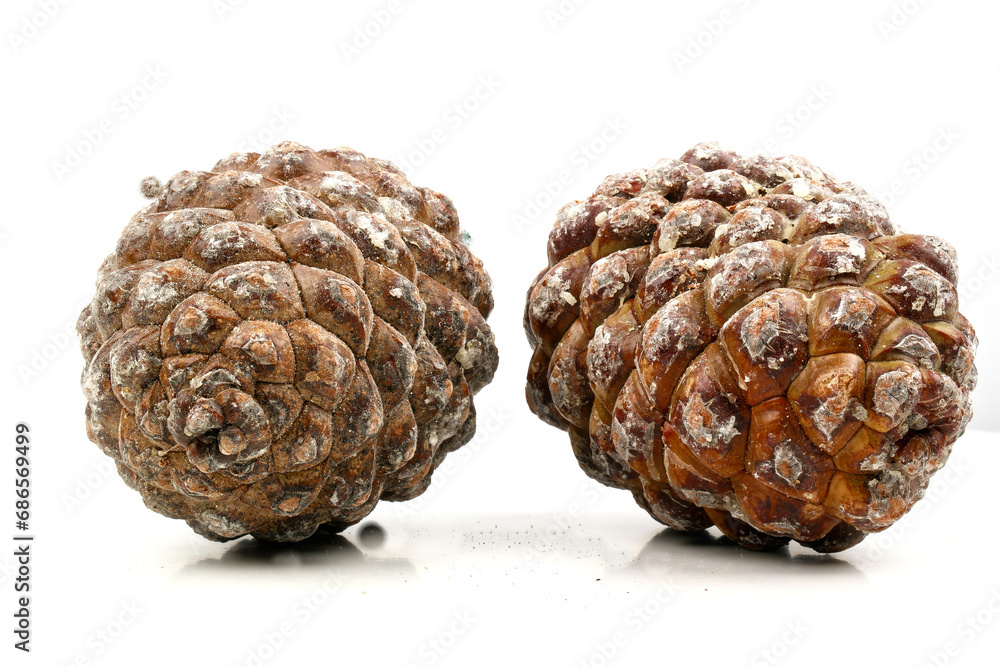 biological example of fibonacci spirals seen at a pine cone. biological example of fibonacci spirals seen at a pine cone.