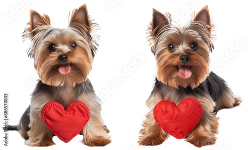 Bundle of two Yorkshire terrier dogs sitting behind a heart for Valentines Day isolated on a transparent background