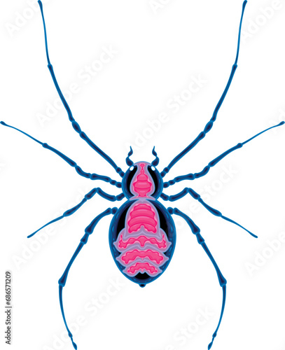 Spider top view, vector isolated animal.