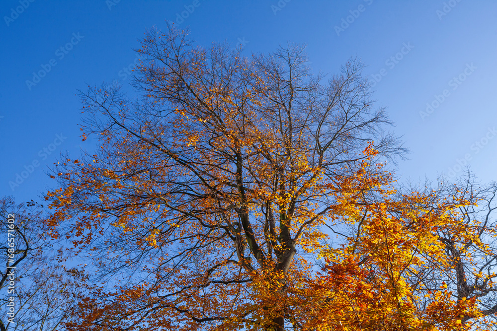 Fototapeta premium Bunt verfärbtes Herbstlaub an an einer Buche , Deutschland
