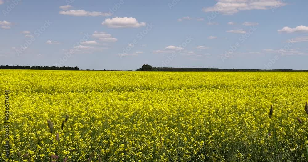 agricultural field with yellow flowering rapeseed, a field in spring during the flowering of rapeseed agricultural field with yellow flowering rapeseed, a field in spring during the flowering of rapeseed