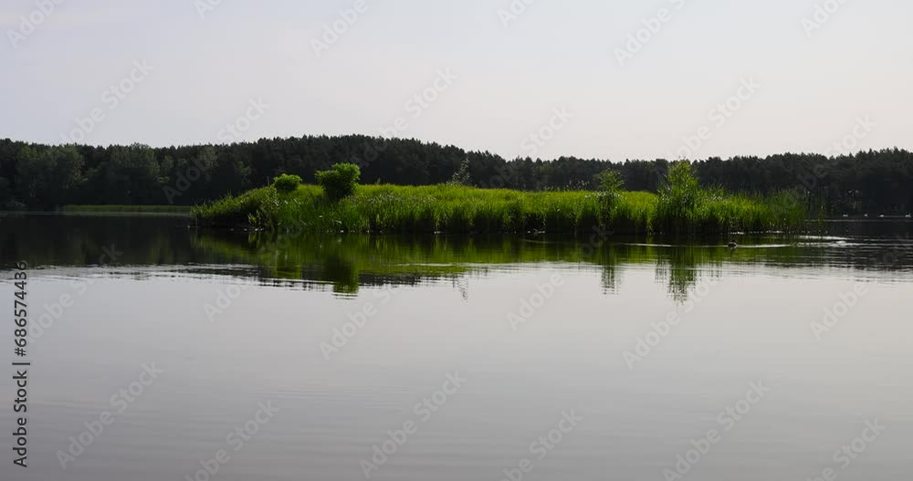river in summer in sunny weather, a wide river in eastern Europe, the Neman river in summer in sunny weather, a wide river in eastern Europe, the Neman