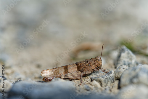 Blauflüglige Ödlandschrecke, Oedipoda caerulescens