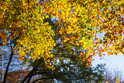 Bunt verfärbtes Herbstlaub an an einer Buche , Deutschland photo