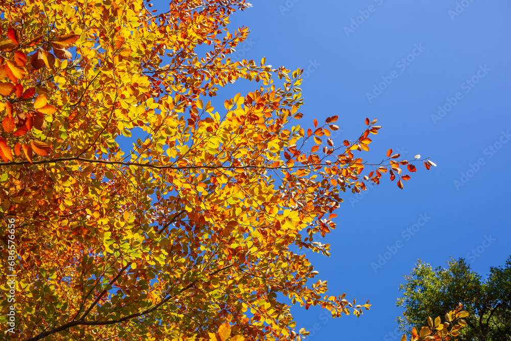 Bunt verfärbtes Herbstlaub an an einer Buche , Deutschland Bunt verfärbtes Herbstlaub an an einer Buche , Deutschland
