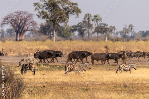 Telephoto shot of a herd of blue wildebeest - Connochaetes taurinus- and Burchell's Plains zebra -Equus quagga burchelli-walking on the plains of the Okavango Delta, Botswana.