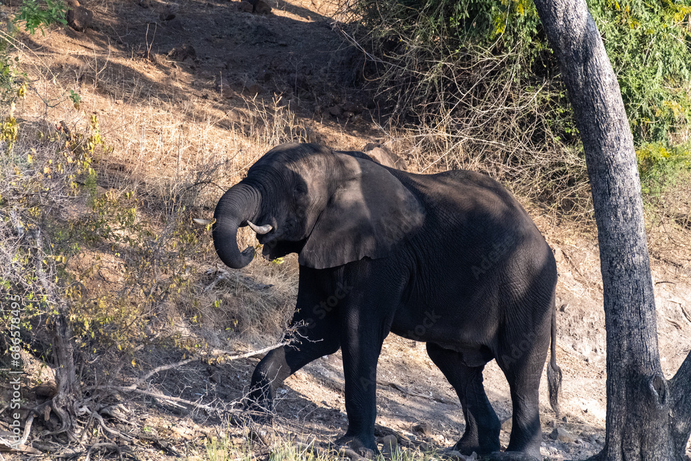 Obraz premium Telephoto shot of an African Elephant feeding itself on the banks of the Chobe River. Chobe National Park, Botswana.