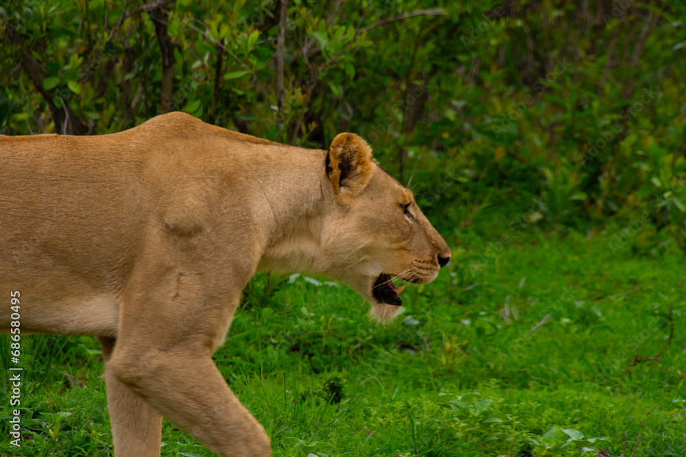 Beautiful wild lioness in her natural habitat in South Africa Beautiful wild lioness in her natural habitat in South Africa