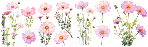 Cosmos flower watercolor illustration clipart. Generative AI