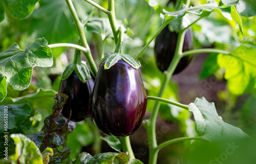 Canvastavla Aubergine eggplant plants in a greenhouse.