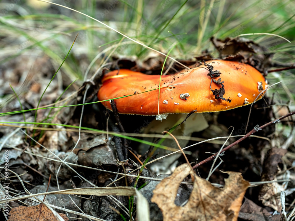a bright red fly agaric in the forest among green grass a bright red fly agaric in the forest among green grass