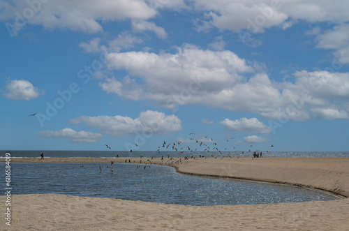 USA California Los Angeles Santa Monica District May 13  2023 birds on the beach