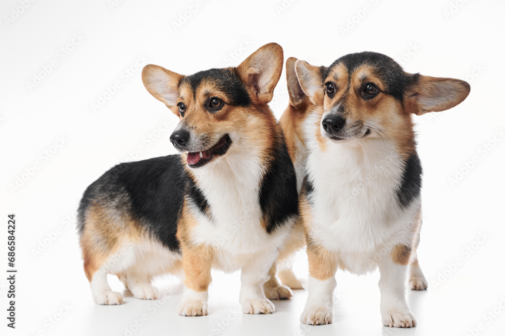 Pembroke Welsh Corgi portrait isolated on white studio background with copy space, family of two purebred dogs Pembroke Welsh Corgi portrait isolated on white studio background with copy space, family of two purebred dogs