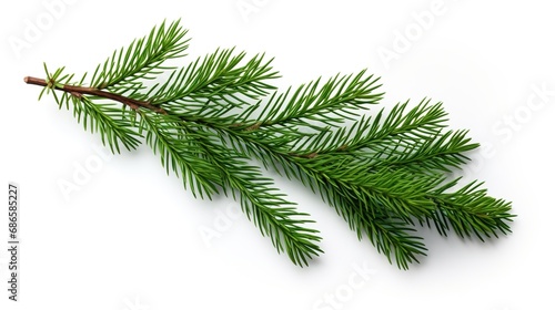 Spruce Branch Isolated on the White Background  Christmas Event 