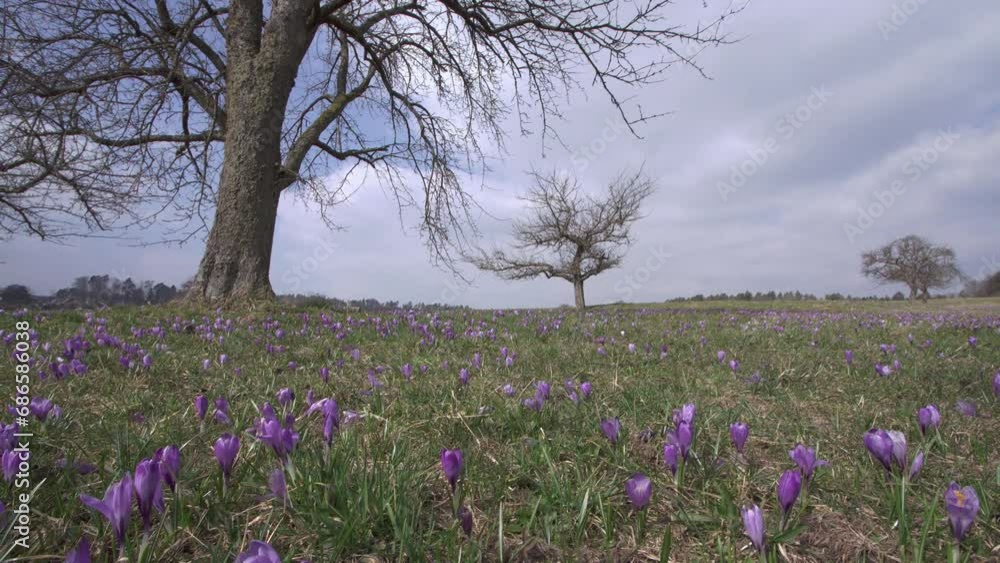 crocus meadow in spring (slide) crocus meadow in spring (slide)