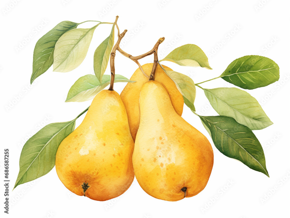 Pear with Leaf. and Blossom. Watercolour Illustration of Fresh Ripe Pears Isolated on White. Pear with Leaf. and Blossom. Watercolour Illustration of Fresh Ripe Pears Isolated on White.