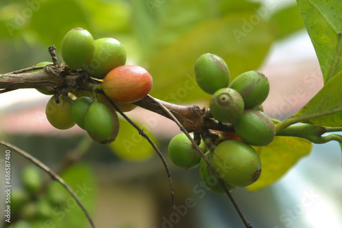 Coffee Tree Coffea Arabica Arabic Coffee Plant Kerala Coffee Plant photo