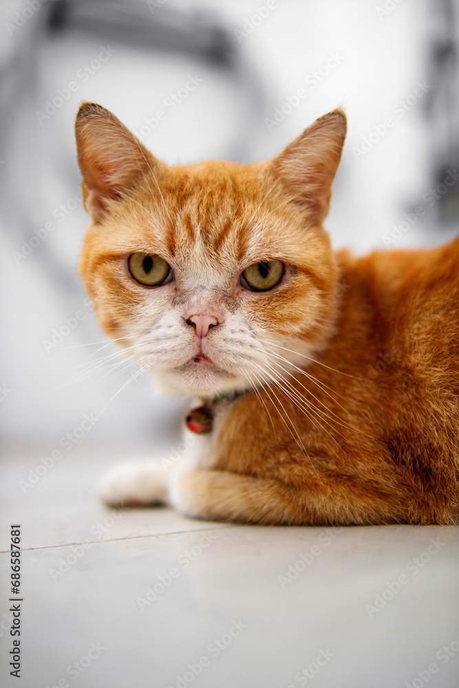 Orange cat, sitting facing sideways. Looking at the camera with dark yellow eyes. Isolated on a blurred background.