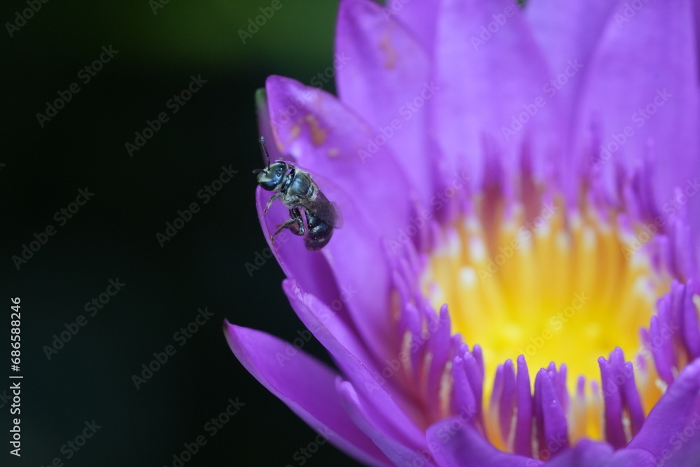 purple water lily purple water lily