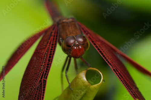 close up of a dragonfly|Red Grasshawk|Common ParasolDragonfly|Neurothemis fluctuans|紅脈蝶蜻蛉 photo