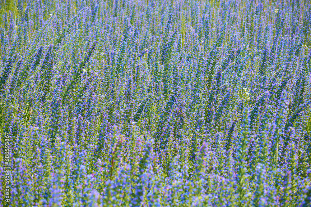 flori de Echium vulgare pe camp