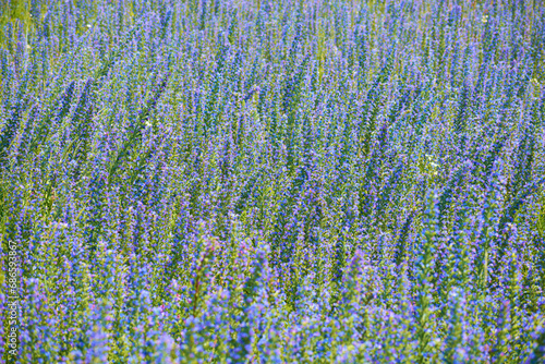 flori de Echium vulgare pe camp