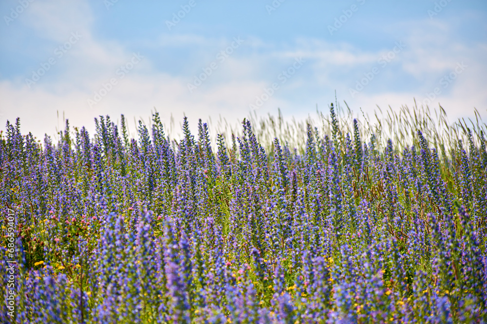 flori de Echium vulgare pe camp