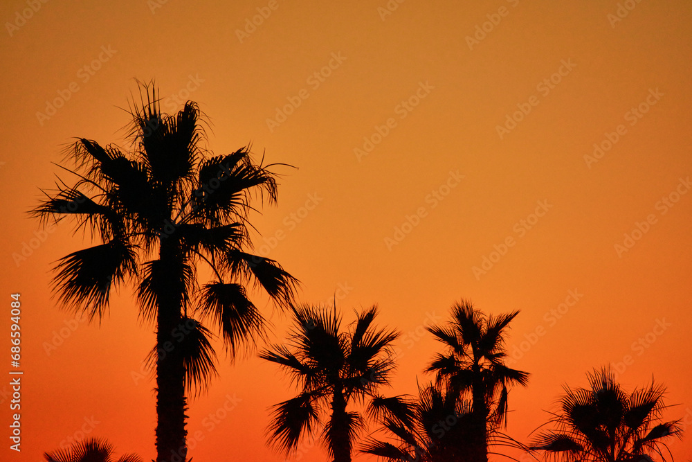 palm trees on the sea beach