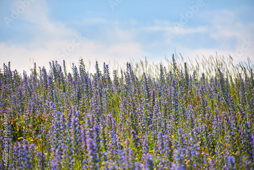 flori de Echium vulgare pe camp