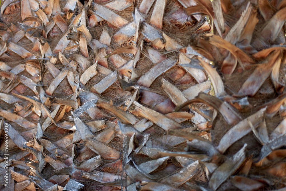 dry palm bark on the beach