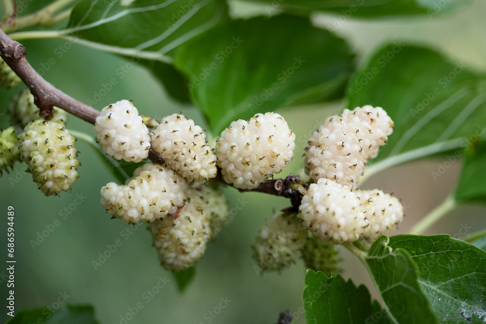 Mulberry Elegance: High-Resolution Visuals of Berries on the Branch