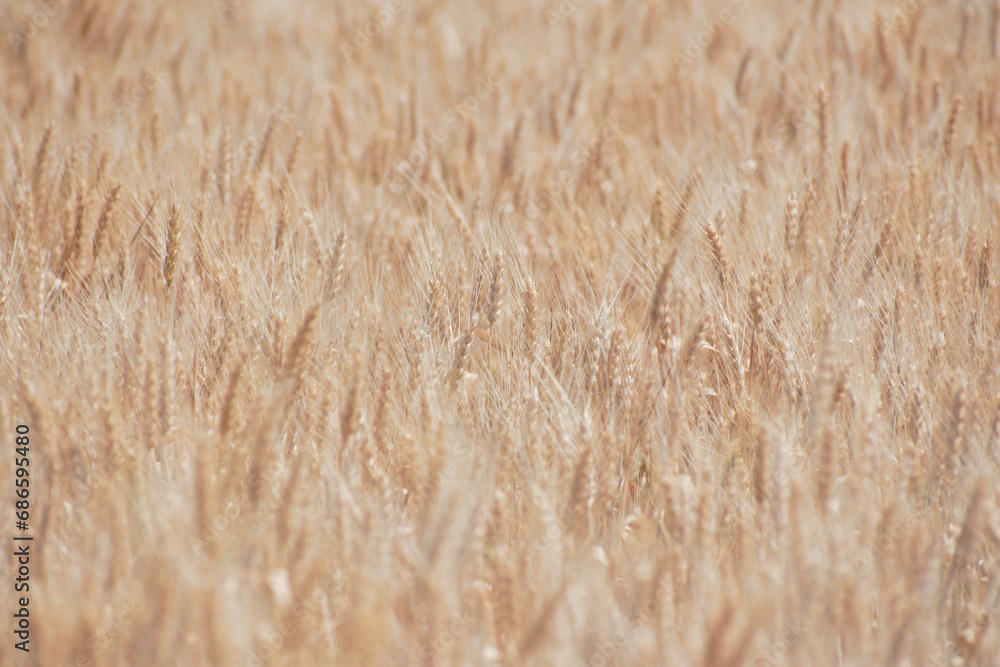 yellow ears of wheat ready for harvest