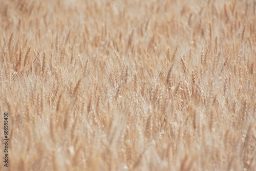 Obraz na płótnie yellow ears of wheat ready for harvest w salonie