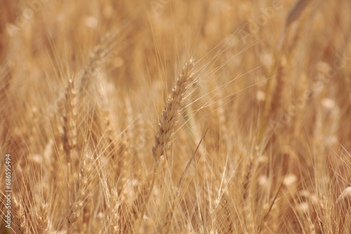 Obraz na płótnie yellow ears of wheat ready for harvest w salonie