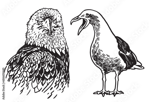 Graphical set of birds isolated on white , vector eagle,sea-gull.	