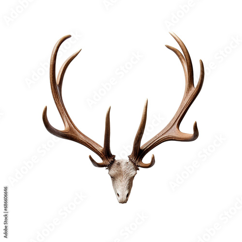 antlers of a deer isolated