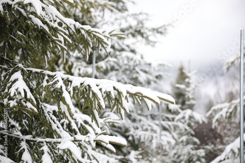 Fir tree covered with snow on winter day, closeup © New Africa