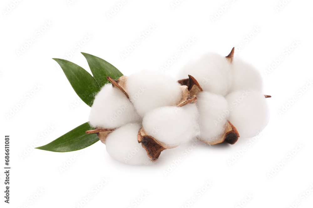 Beautiful fluffy cotton flowers isolated on white Beautiful fluffy cotton flowers isolated on white