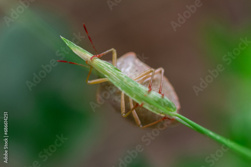 a shy bug 