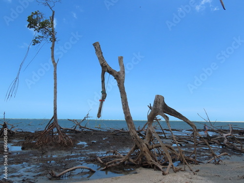 driftwood on beach © Katia Regina 